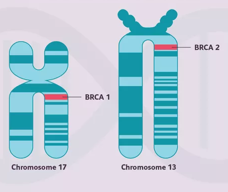 Mutaciones en los Genes BRCA1 y BRCA2: Lo Que Debes Saber para Reducir el Riesgo de Cáncer